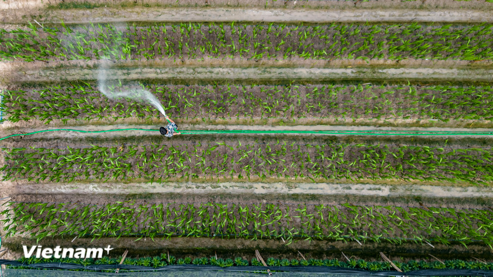 Tháng sát Tết, người dân tại 'thủ phủ' trồng hoa Mê Linh (huyện Mê Linh, Hà Nội) đang chạy nước rút chăm sóc hoa trong không khí vào mùa vụ cuối năm. (Ảnh: Hoài Nam/Vietnam+)