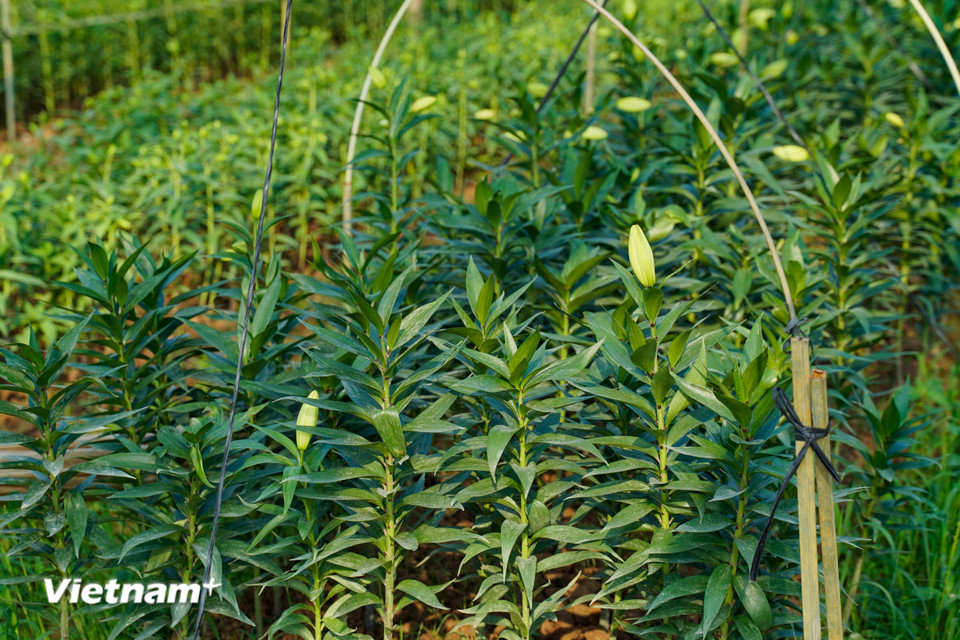 Bên cạnh đó là những luống hoa ly được trồng gối vụ sẽ cho thu hoạch dần đến Tết Âm lịch. (Ảnh: Hoài Nam/Vietnam+)