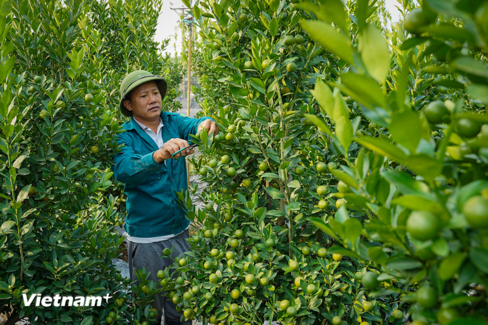 Bên cạnh chuyên canh hoa, người dân nơi đây cũng trồng các loại cây phục vụ cho Tết như quất, đào và bưởi. (Ảnh: Hoài Nam/Vietnam+)
