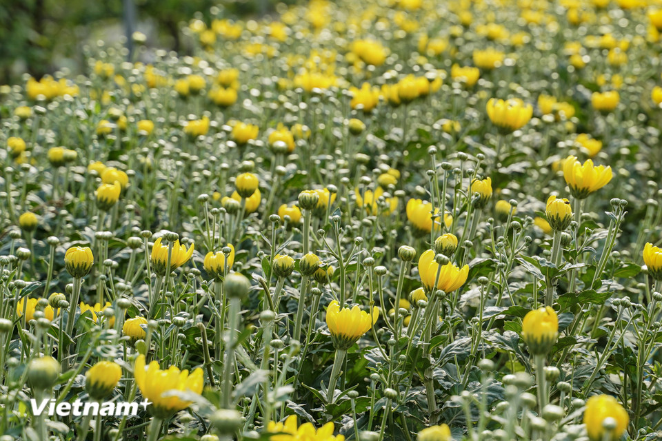 Vùng trồng hoa Mê Linh có hơn 600 ha diện tích canh tác đa dạng các loài hoa như cúc, hoa ly, hoa hồng. (Ảnh: Hoài Nam/Vietnam+)