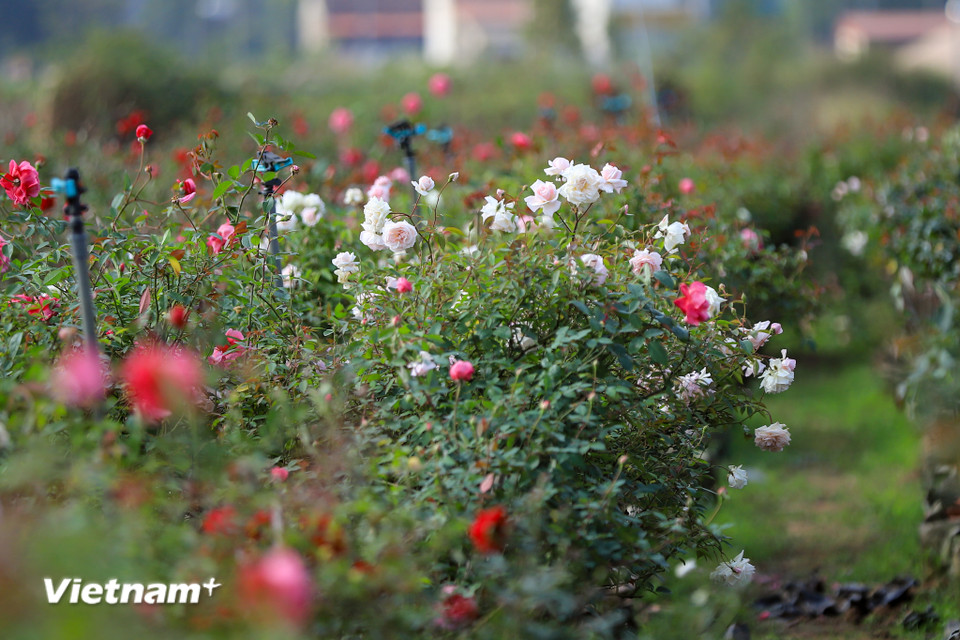 Một trong giống hoa chủ đạo là hoa hồng thu hoạch quanh năm đặc biệt là vào các vụ Lễ, Tết. (Ảnh: Hoài Nam/Vietnam+)