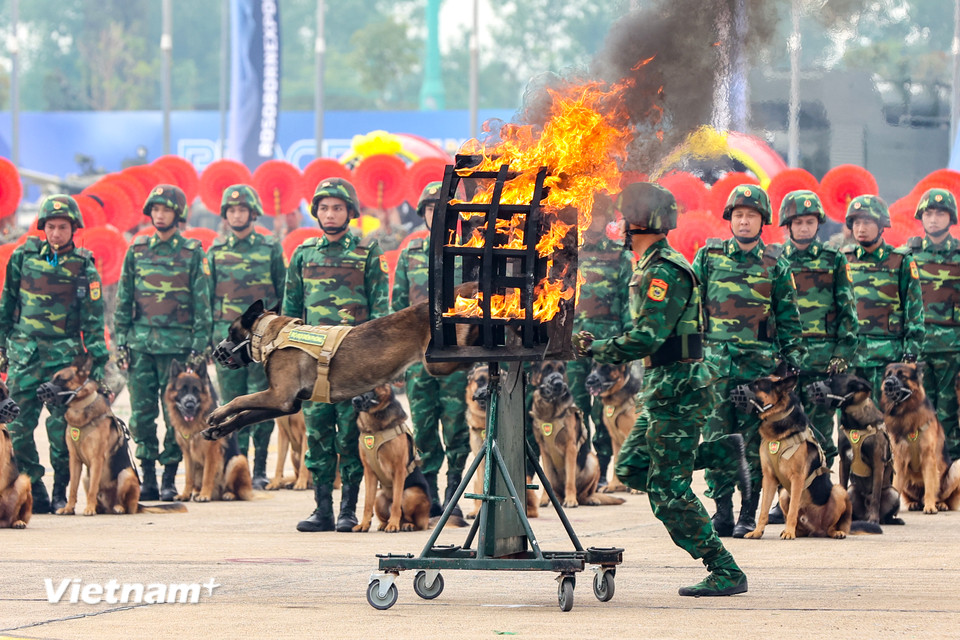 Đội Quân khuyển Biên phòng trình diễn tại buổi tổng duyệt. (Ảnh: Hoài Nam/Vietnam+)