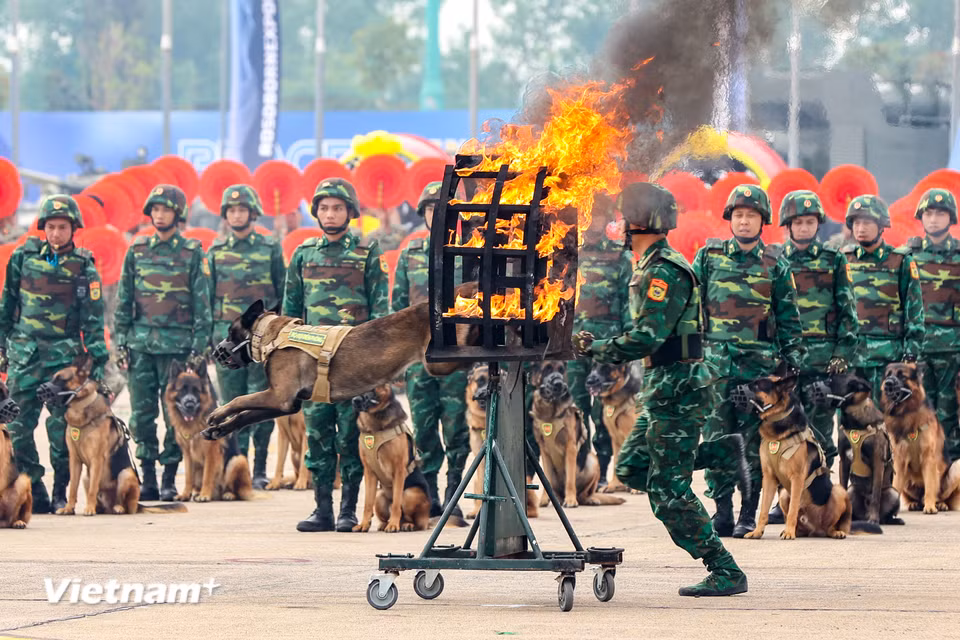 Đội Quân khuyển Biên phòng trình diễn tại buổi tổng duyệt. (Ảnh: Hoài Nam/Vietnam+)