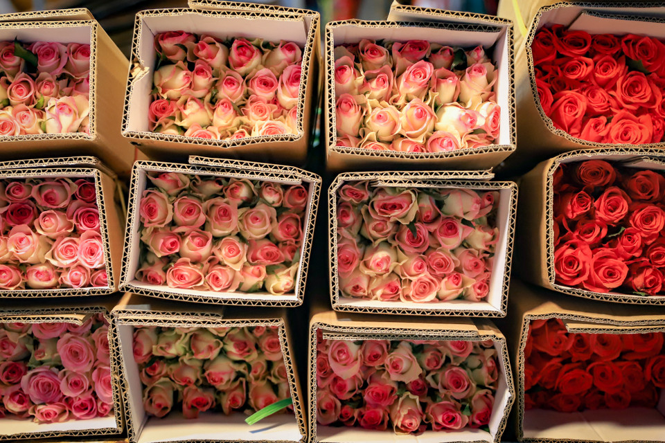 Hoa hồng Mộc Châu có giá từ 250.000 - 350.000 đồng/bó 20 bông, hồng Tây Tựu giá từ 120.000 - 150.000 đồng/bó, hồng Đà Lạt khoảng 150.000 đồng/bó. (Ảnh: Hoài Nam/Vietnam+)