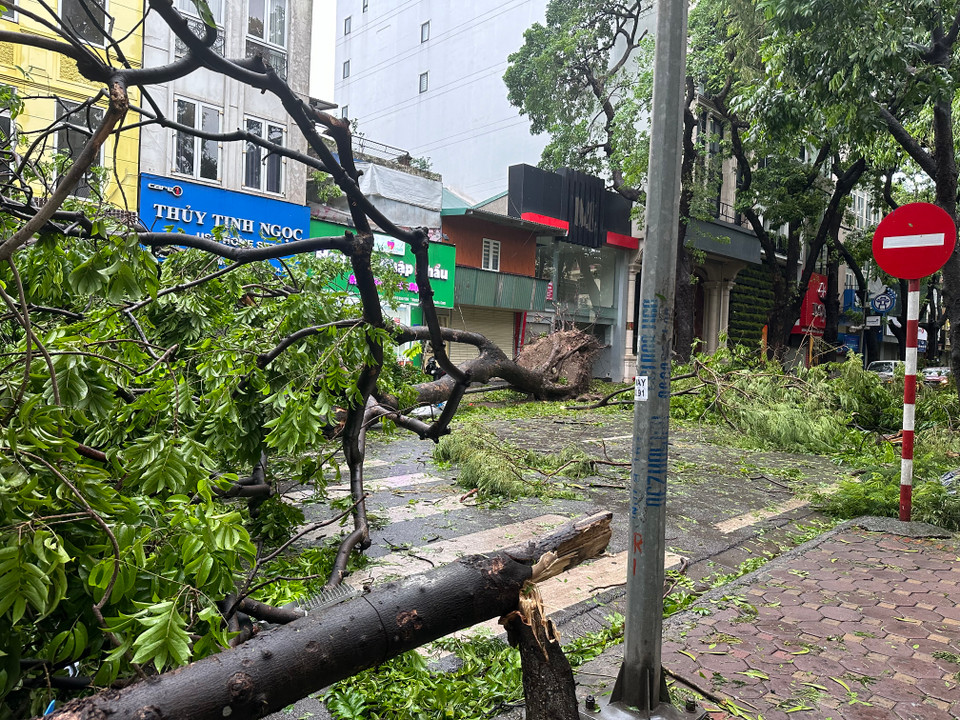 Cây to đổ đoạn Phan Đình Phùng-Hoè Nhai