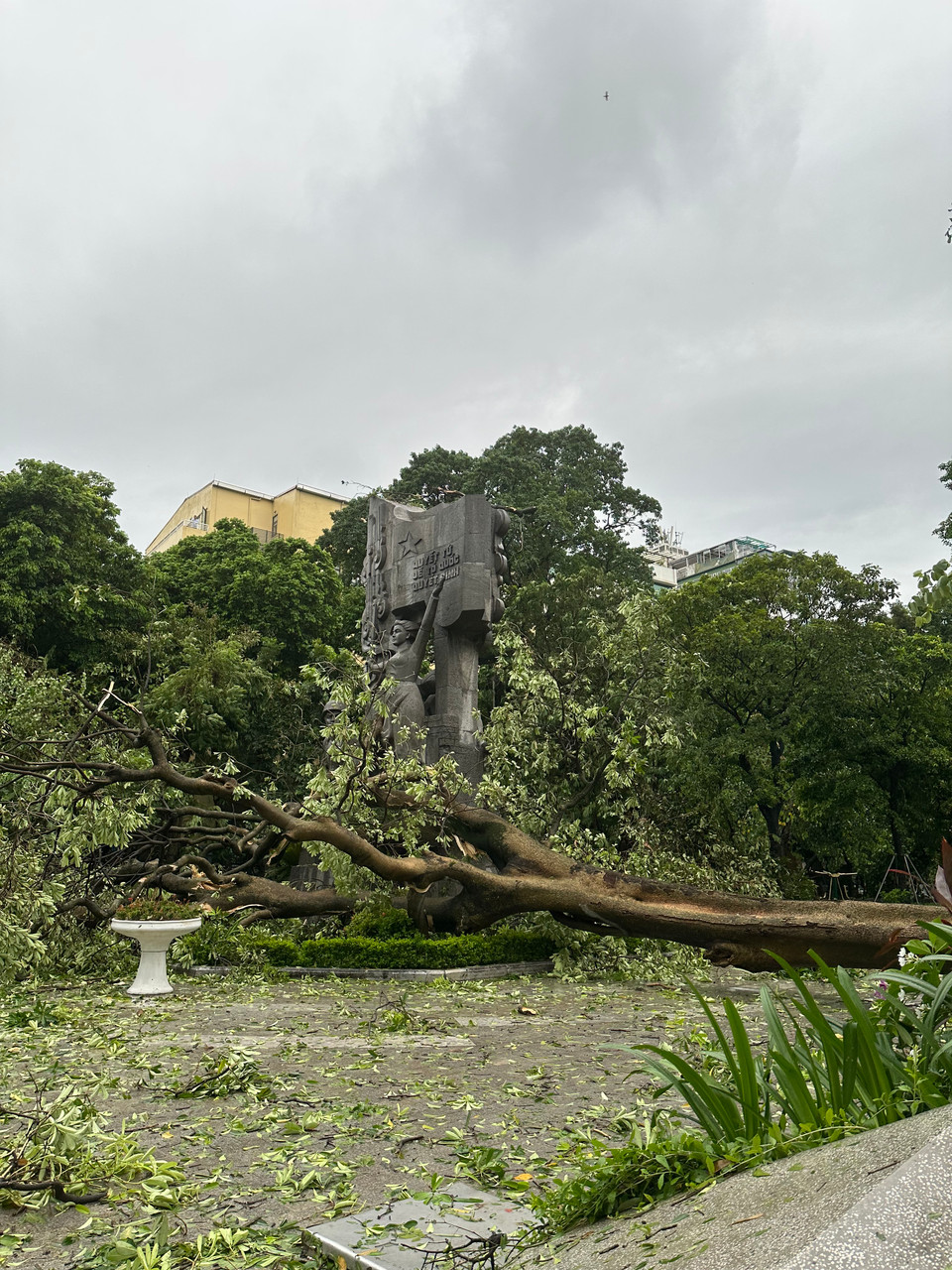 Cây hoa sữa đổ từ đường Quán Thánh vào tượng đài 19/12 ở Vườn hoa Vạn Xuân