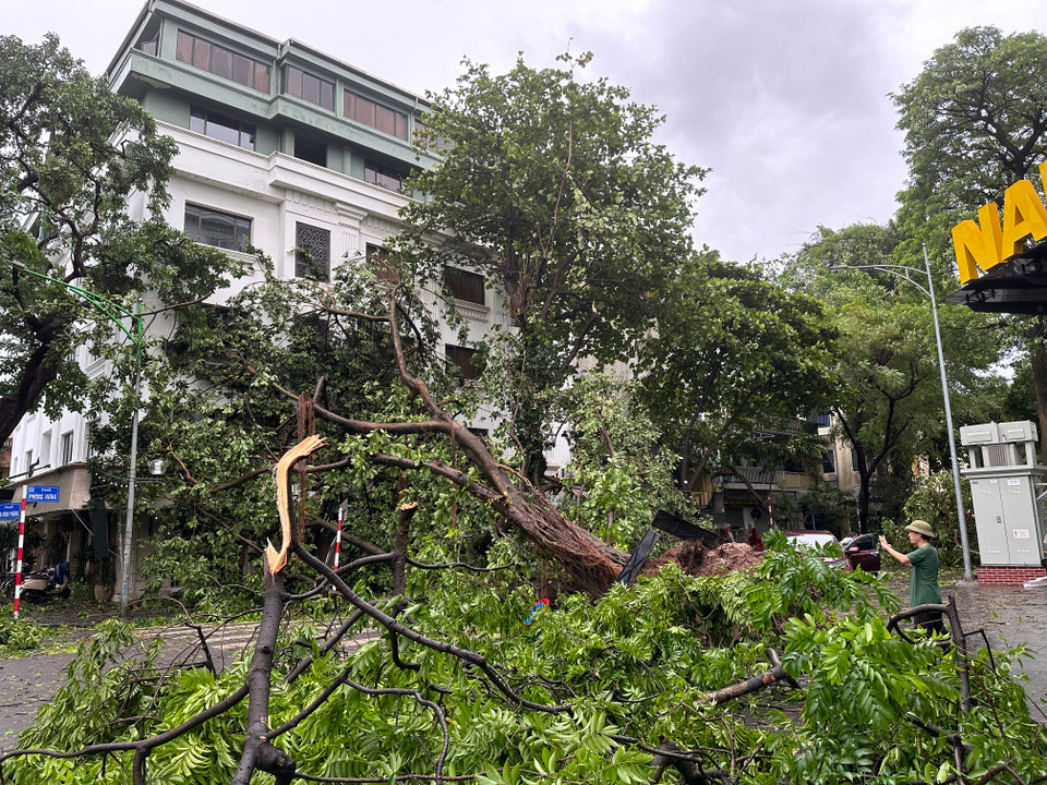 Cây bằng lăng đổ đoạn đầu phố Phan Đình Phùng