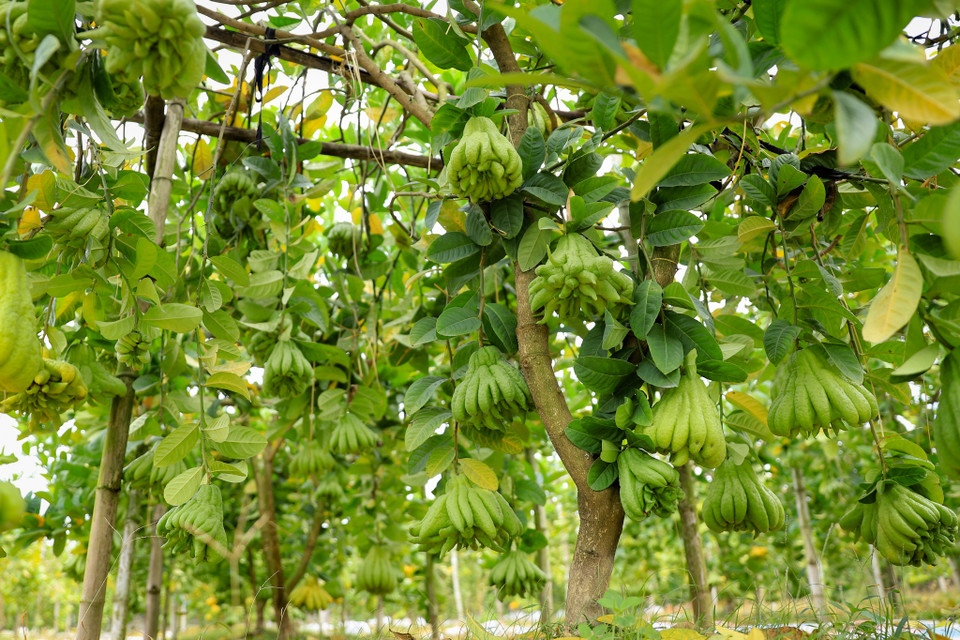 Theo quan niệm dân gian, phật thủ là loại quả được trưng bày trên bàn thờ tổ tiên bởi hương thơm quyến rũ và màu sắc đẹp mắt. Khi bày phật thủ, chủ nhà mong muốn gia tiên phù hộ về sức khỏe, công danh và sự nghiệp... (Ảnh: Hoài Nam/Vietnam+)