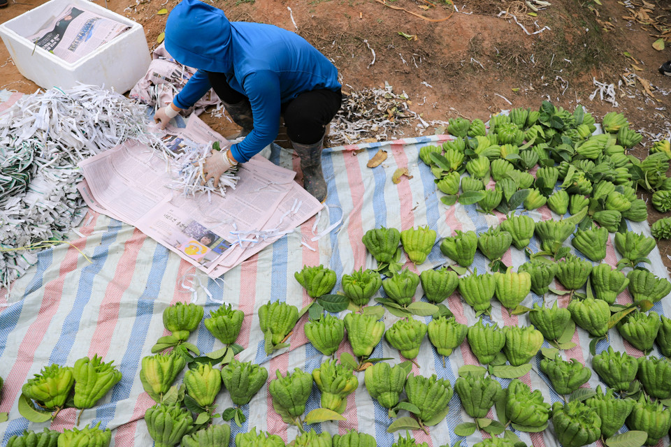 Thời điểm cận Tết Quý Mão 2023, các nhà vườn trồng phật thủ ngoại thành Hà Nội (xã Đắc Sở, Hoài Đức) lại tất bật thu hái để phục vụ nhu cầu bày mâm ngũ quả của người dân. (Ảnh: Hoài Nam/Vietnam+)