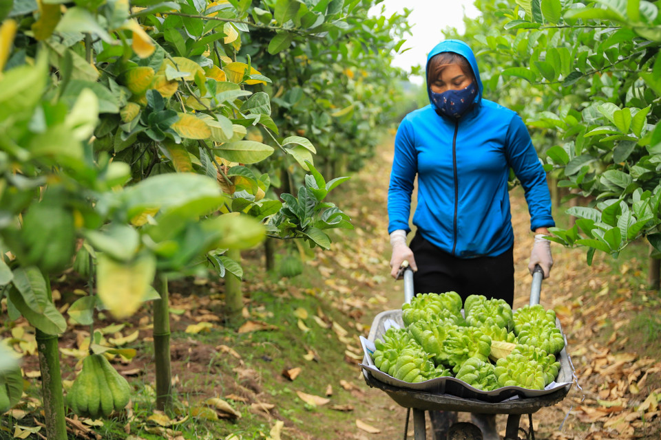 Tại vườn phật thủ của anh Khánh, vụ Tết năm nay có gần 1 vạn quả phục vụ nhu cầu của người tiêu dùng. Hiện tại mới vào đầu mùa thu hoạch, gia đình anh đã bán được hơn 20% cho lái buôn. (Ảnh: Hoài Nam/Vietnam+)