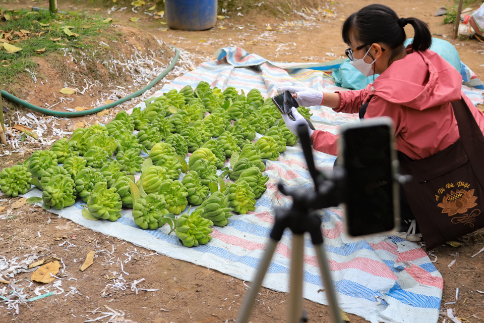 Nhiều lái buôn vừa bán tại chợ vừa tận dụng các nền tảng mạng xã hội phát trực tiếp để ‘chào hàng’ tới người tiêu dùng ngay tại vườn. (Ảnh: Hoài Nam/Vietnam+)