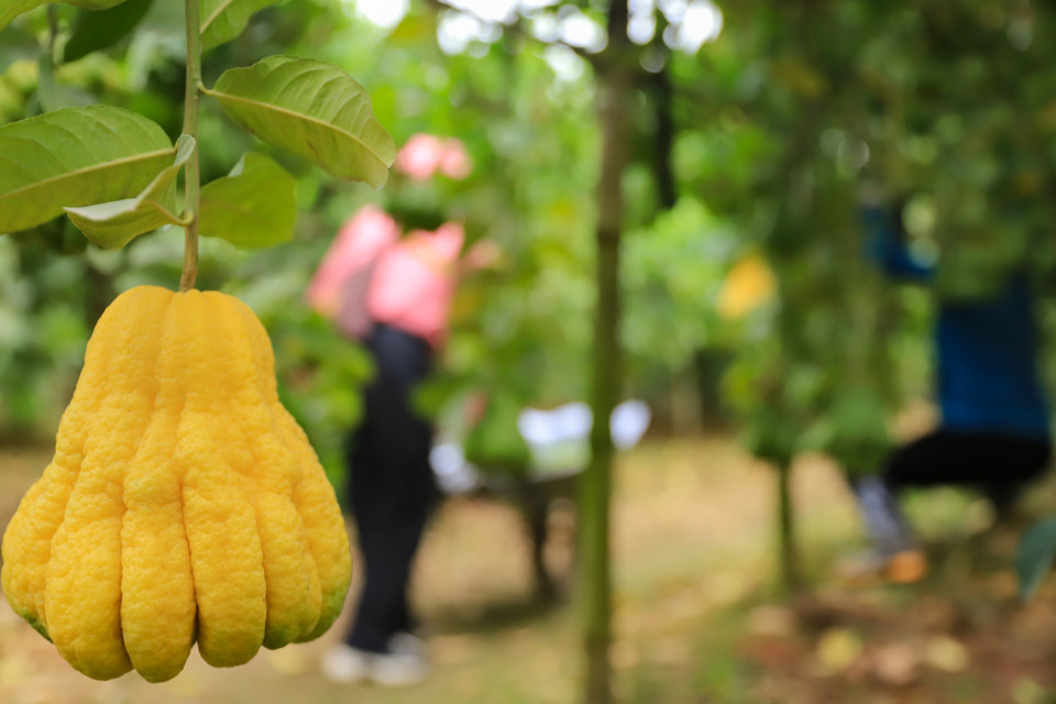 Loại hoa trắng thường có giá trị cao vì quả to và nhanh được thu hoạch, nhưng khi chín thì không đẹp bằng giống xanh. Giống hoa xanh thường nhỏ hơn một chút, khi chín mẫu mã vẫn đẹp tươi. (Ảnh: Hoài Nam/Vietnam+)