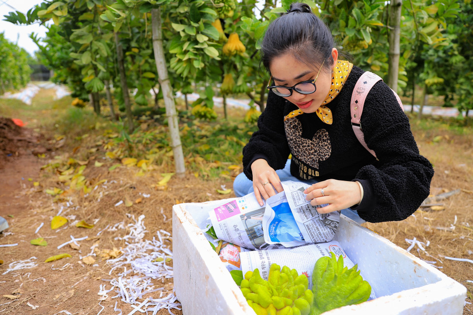 Chị Trang (Bắc Từ Liêm, Hà Nội) đến tận vườn từ đầu mùa thu hoạch để chọn cho gia đình những quả ưng ý nhất. (Ảnh: Hoài Nam/Vietnam+)