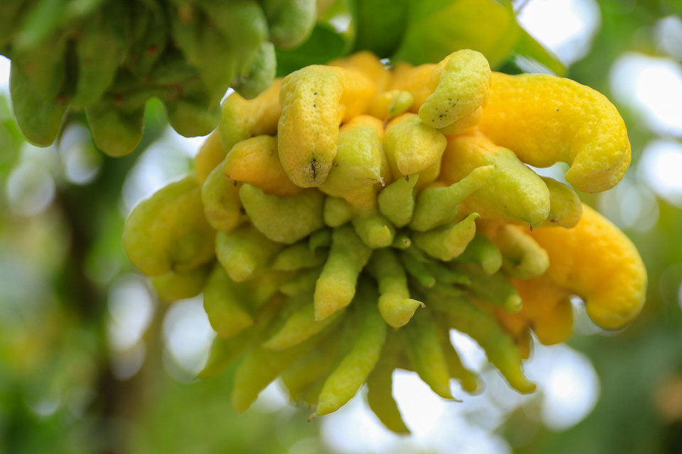 Có 2 giống phật thủ thông dụng là hoa trắng và hoa xanh. Hiện tại, giống của cả hai loại này đều có ở các vườn của các hộ dân trên địa bàn. (Ảnh: Hoài Nam/Vietnam+)