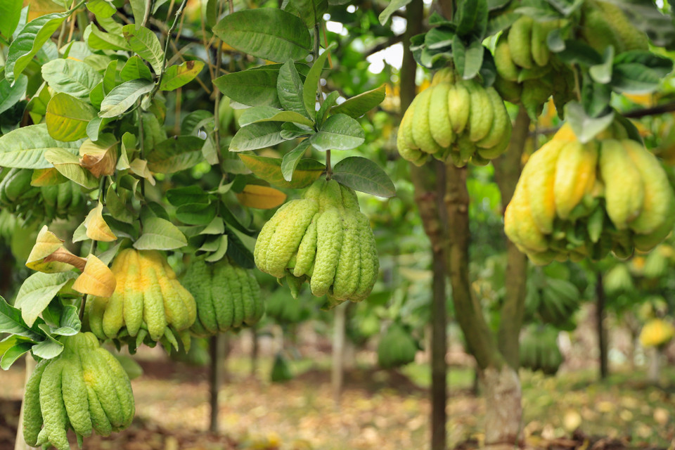 Quả phật thủ của nông dân xã Đắc Sở đã có thương hiệu vì có màu sắc đẹp, hương thơm ngát... (Ảnh: Hoài Nam/Vietnam+)