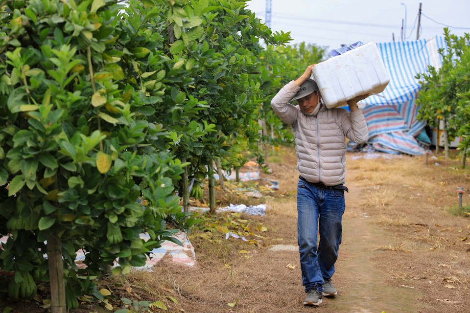 Để vận chuyển đi các nơi, chủ vườn phải bọc từng quả bằng giấy hoặc rơm rồi cho vào thùng xốp, không được để đầu ngón tay quả phật thủ bị va đập. (Ảnh: Hoài Nam/Vietnam+)