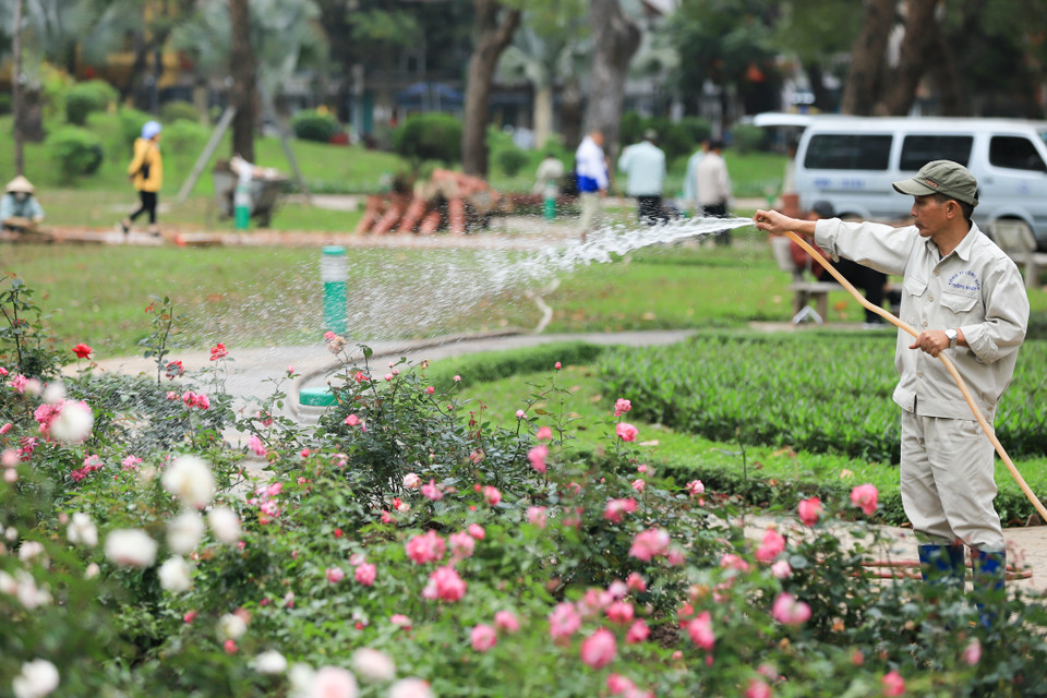 Để chỉnh trang công viên sau khi tháo bỏ rào chắn, phía Công viên Thống Nhất đã trồng cây hoa hồng trên dải đất rộng 5m, dài hơn 300m từ khu vực tượng đài Công an Nhân dân đến cổng chính công viên. (Ảnh: Hoài Nam/Vietnam+)