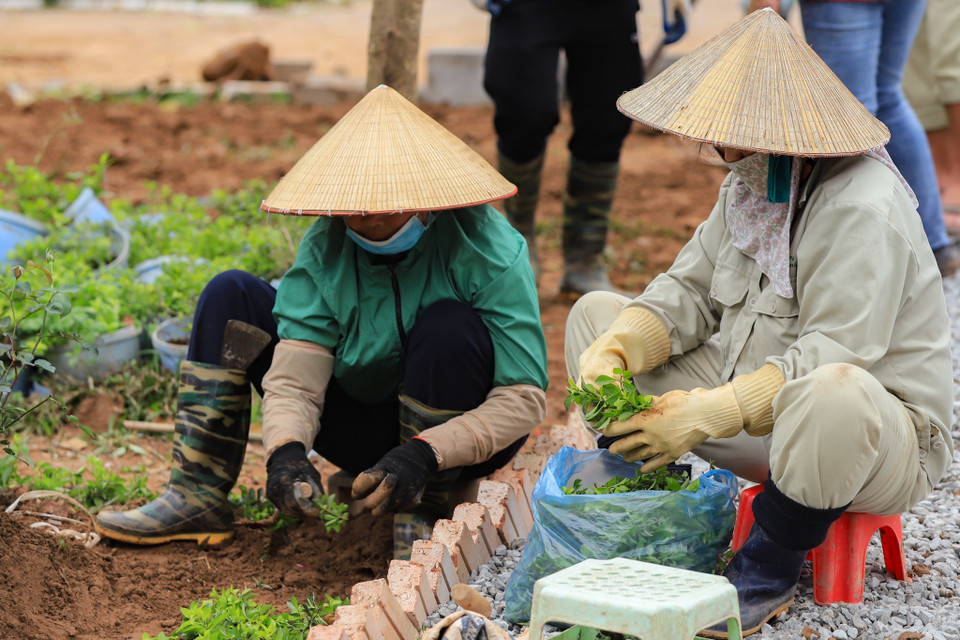  Sau khi hoa hồng được trồng kết hợp thảm cỏ xanh nhằm tạo nên một không gian mở đẹp kết nối với phố đi bộ Trần Nhân Tông. (Ảnh: Hoài Nam/Vietnam+)