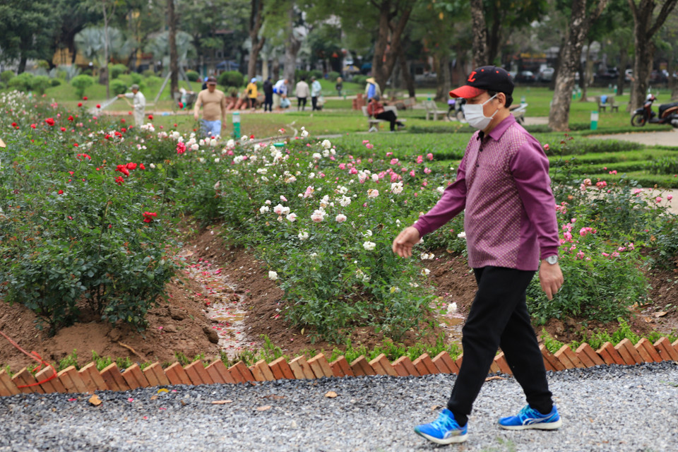 Những khóm hoa hồng rực rỡ được trồng theo luống, tạo lối đi ở giữa để khách thăm quan có thể ngắm hoa, chụp ảnh. (Ảnh: Hoài Nam/Vietnam+)