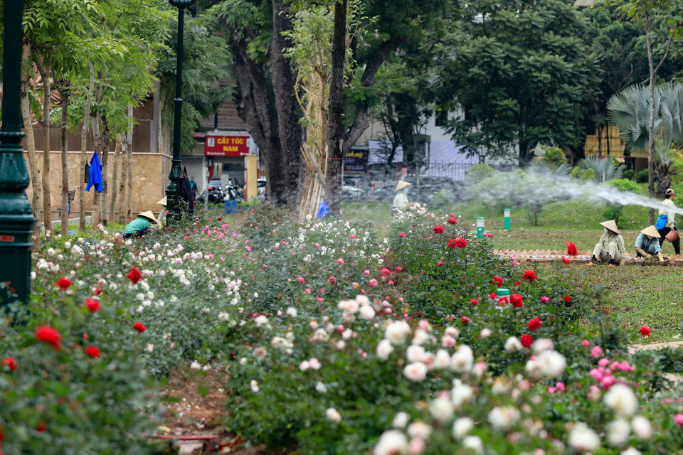 Không còn sự bó hẹp của hàng rào sắt, khu vực này đã được tô điểm bởi những bụi hoa hồng nhiều màu sắc rực rỡ. (Ảnh: Hoài Nam/Vietnam+)