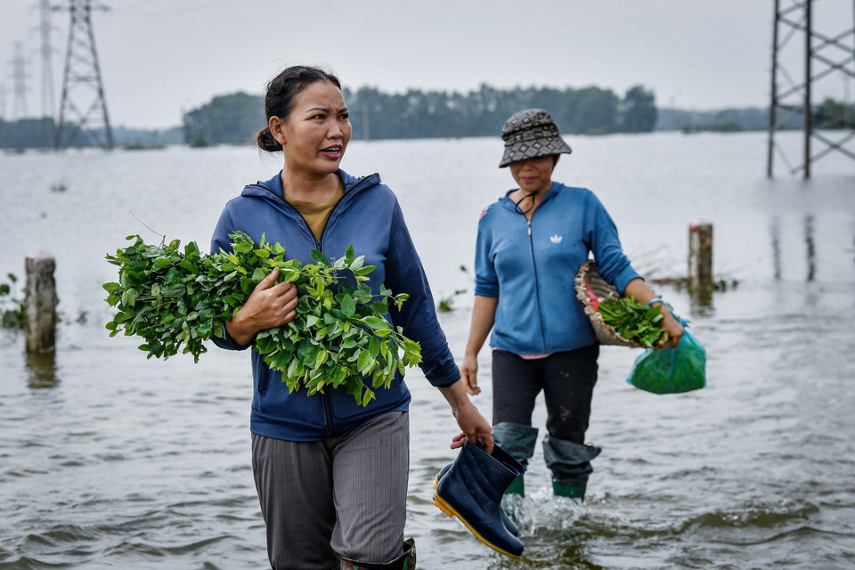 Theo thống kê của Ủy ban nhân dân xã Cấn Hữu (Quốc Oai), trận lụt tháng 7/2024 đã khiến khoảng 250ha lúa bị ngập, trong đó 40 ha mất trắng. Ngoài ra, diện tích nuôi thủy sản bị thiệt hại khoảng 200 ha và hàng trăm nghìn gia cầm bị ảnh hưởng. (Ảnh: Hoài Nam/Vietnam+)