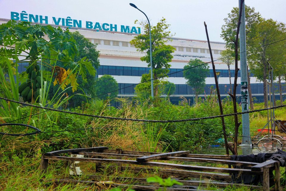 Cỏ cây mọc um tùm trong bệnh viện Bạch Mai cơ sở 2. (Ảnh: Hoài Nam/Vietnam+)