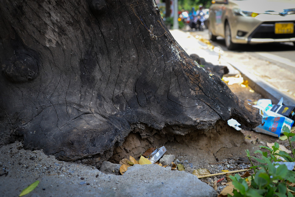 Người dân sinh sống tại khu vực này thấy lo lắng không biết cây sẽ đổ lúc nào vì phần gốc cây chết khô này đã mục. (Ảnh: Hoài Nam/Vietnam+)