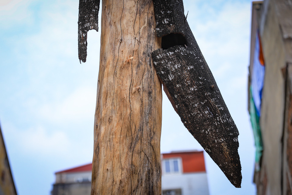 Phần thân cây đã bong tróc vỏ và nứt vỡ , nếu không kịp thời di chuyển những cây chết khô sẽ tiềm ẩn thiệt hại về tài sản và tính mạng con người. (Ảnh: Hoài Nam/Vietnam+)