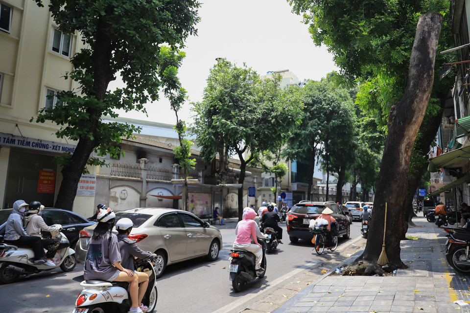 Theo ghi nhận thực tế của phóng viên, tại một số tuyến đường như Phố Huế, Lò Sũ, Lò Đúc... nhiều cây cổ thụ đã chết khô, mục rỗng. (Ảnh: Hoài Nam/Vietnam+)