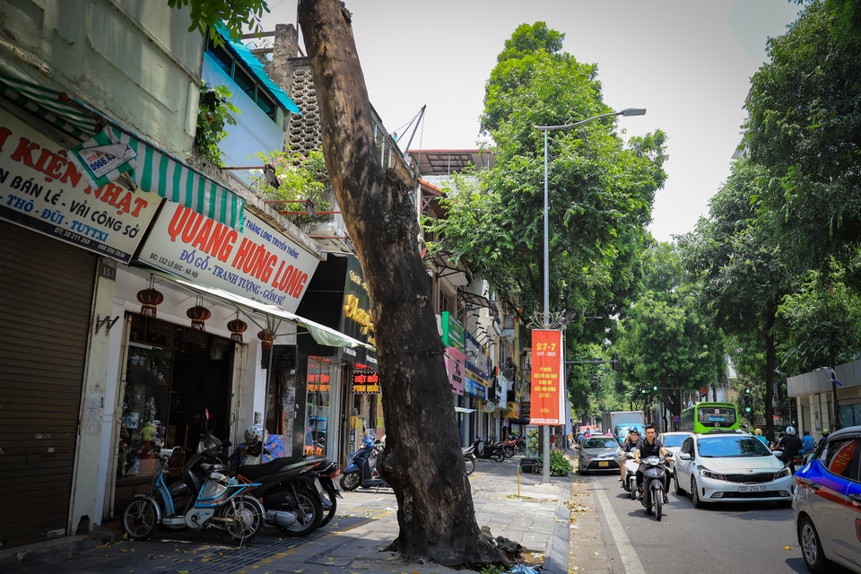Cách đó không xa là tuyến phố Lò Đúc (Hai Bà Trưng, Hà Nội) - nơi tập trung nhiều cây cổ thụ cao lớn, cũng ghi nhận tình trạng có các gốc cây chết khô. (Ảnh: Hoài Nam/Vietnam+)