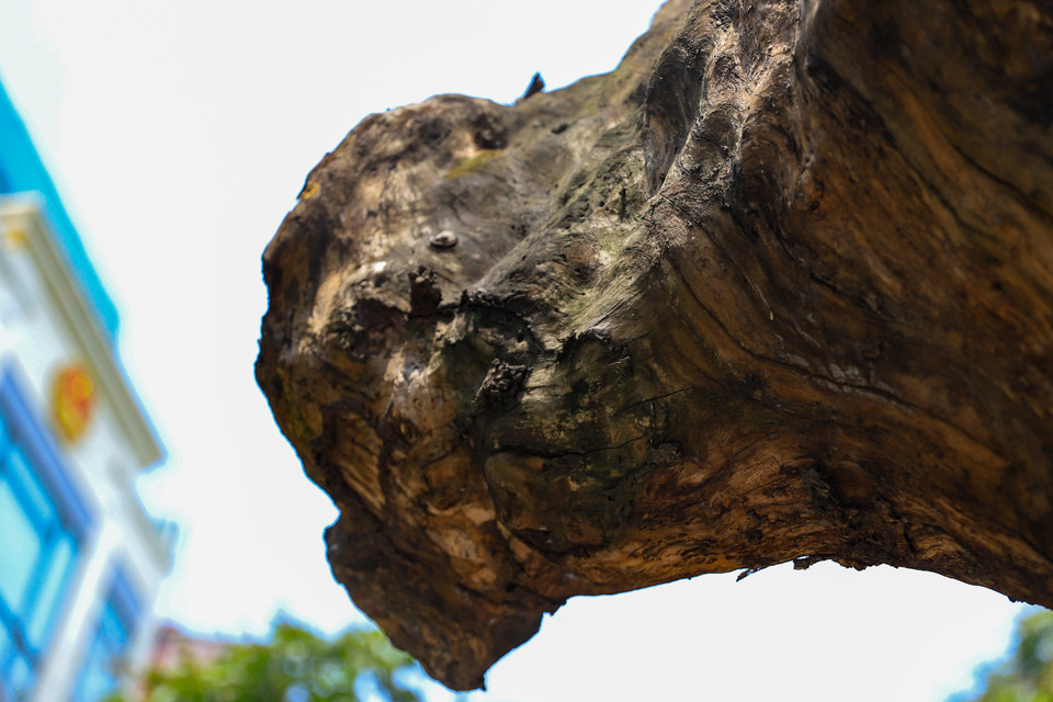 Phần thân cây vươn ra lòng đường đã bong tróc hết lớp vỏ, phần gỗ bên trong cũng đã bị nứt. (Ảnh: Hoài Nam/Vietnam+)