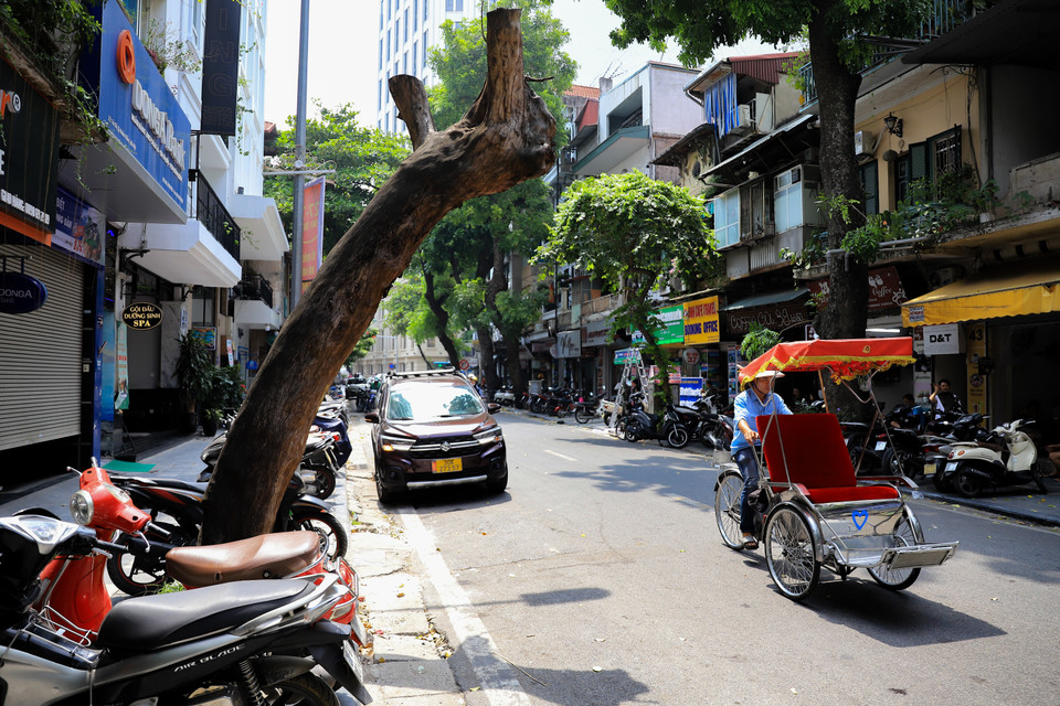 Trên tuyến phố Lò Sũ (Hoàn Kiếm, Hà Nội) một gốc cây đã chết khô từ lâu nhưng chưa được xử lý triệt để, vẫn còn vươn ra phần đường các phương tiện lưu thông. (Ảnh: Hoài Nam/Vietnam+)