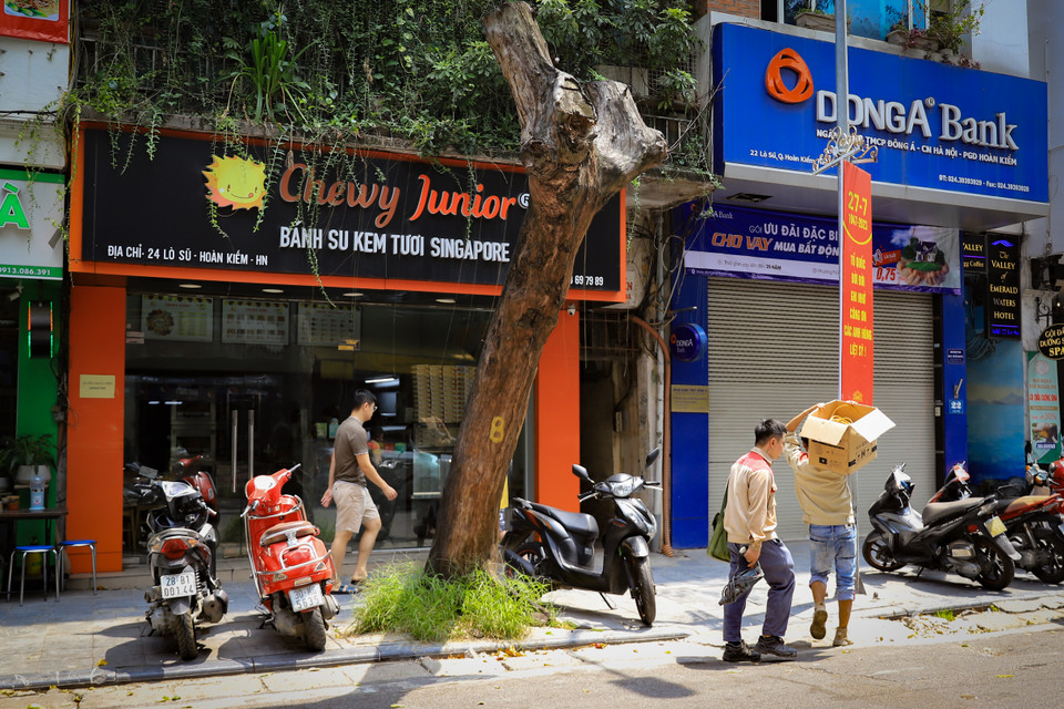 Hằng ngày vẫn có nhiều phương tiện và người đi bộ di chuyển qua gốc cây đã chết khô từ lâu trên tuyến phố này. (Ảnh: Hoài Nam/Vietnam+)
