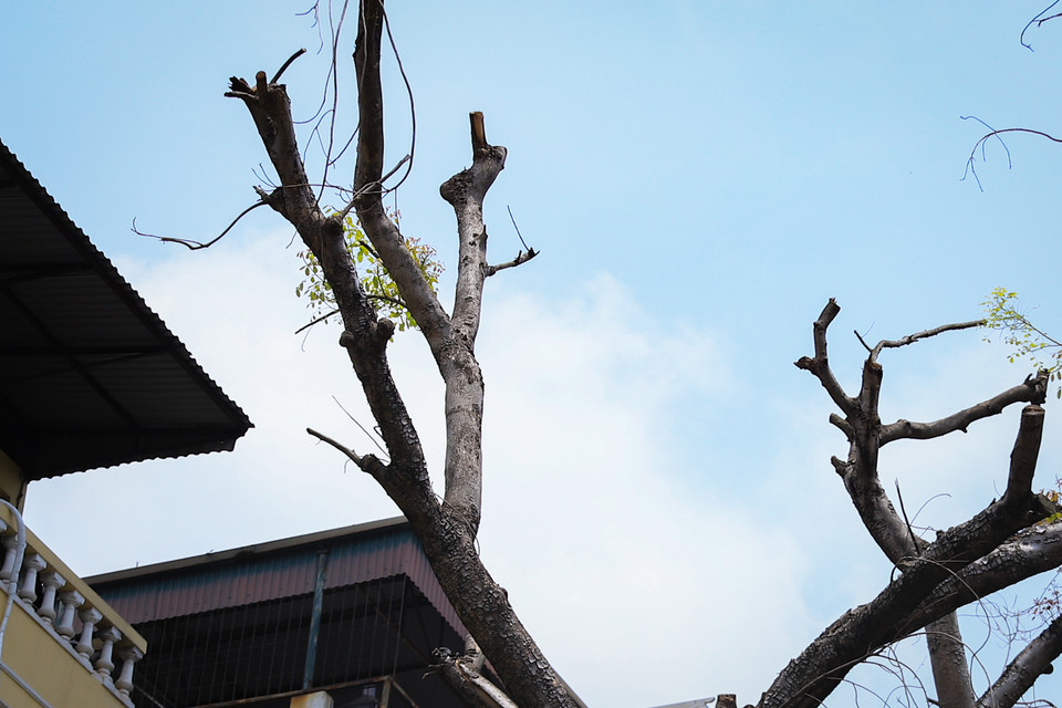 Thời gian này đang bước vào mùa mưa bão, những cây đã chết khô trên các tuyến phố tiềm ẩn nguy hiểm cho người đi đường và người dân sống tại khu vực này. (Ảnh: Hoài Nam/Vietnam+)