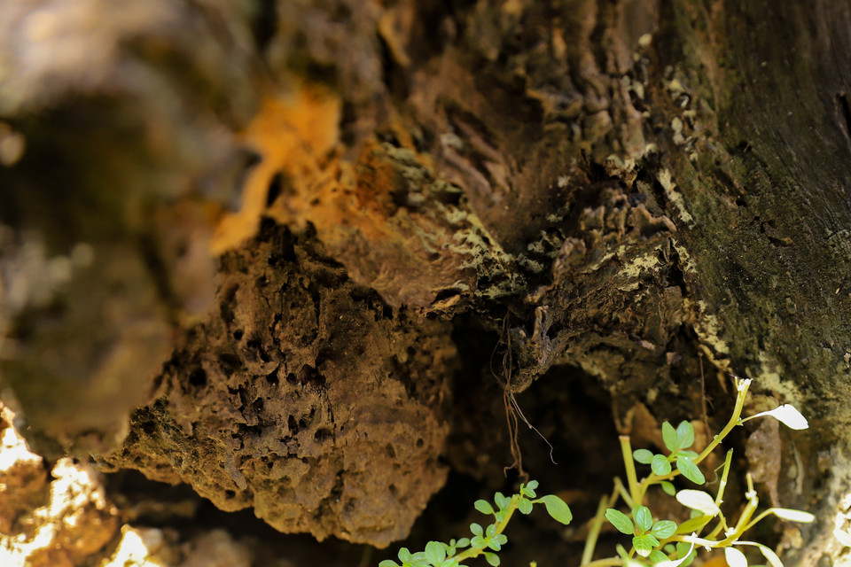 Phần gốc cây đã mục ruỗng có nguy cơ đổ sập mỗi khi trời có dông bão và mưa kéo dài. (Ảnh: Hoài Nam/Vietnam+)