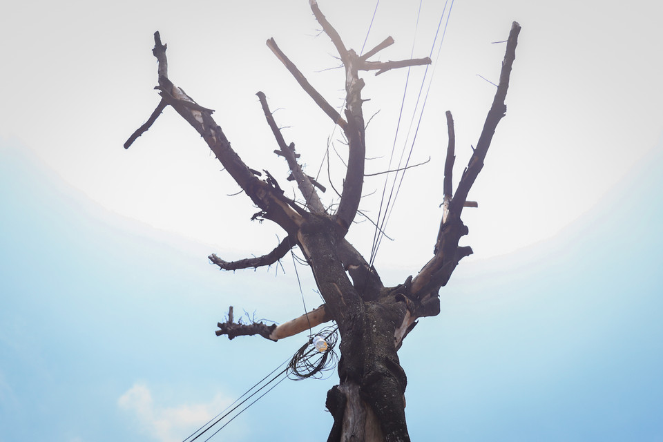 Các cây đã chết khô trên địa bàn Hà Nội tiềm ẩn nguy cơ mất an toàn khi mùa mưa bão đã đến. Các đơn vị quản lý cần sớm có kế hoạch để xử lý những cây đã chết khô để đảm bảo an toàn cho người dân. (Ảnh: Hoài Nam/Vietnam+)