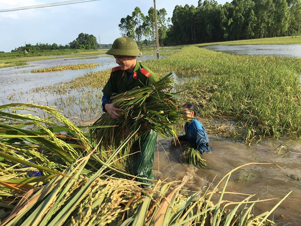 Sáng 1/6, một tài khoản Facebook có tên Netter đã đăng tải chùm ảnh được giới thiệu là các chiến sĩ công an Huyện Sông Lô, Vĩnh Phúc tham gia thu hoạch lúa giúp nông dân (Facebook Netter)