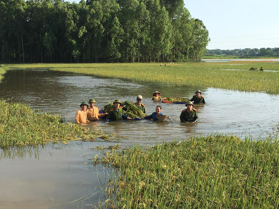 Hình ảnh cho thấy các chiến sĩ công an không quản ngại khó khăn, mặc nguyên cả bộ đồ quân phục xuống ruộng gặt lúa cho nông dân, rồi cho lên xe cải tiến kéo về sân kho trong làng (Facebook Netter)