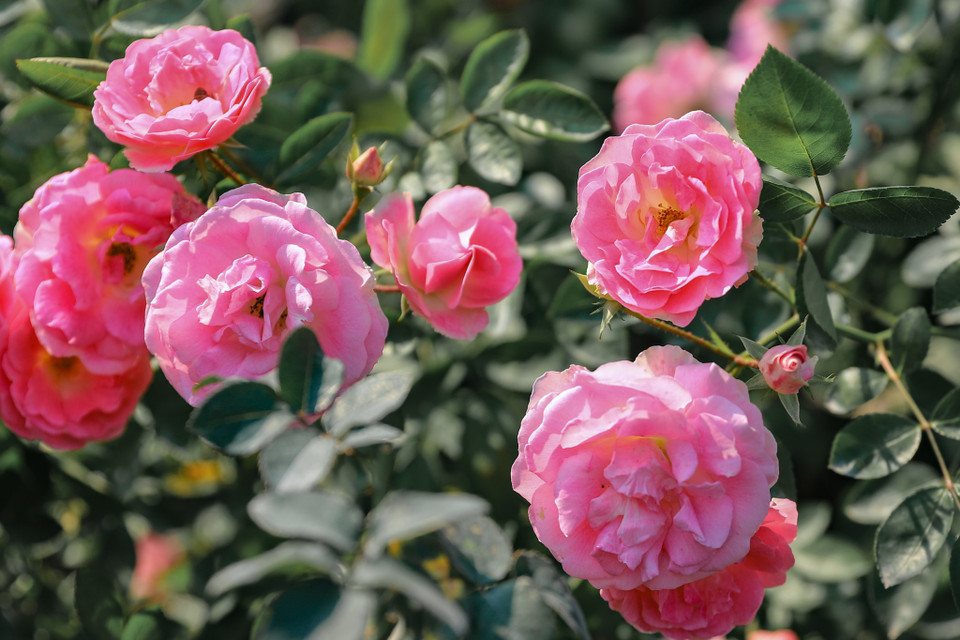 Hoa hồng Summer snow có nhiều màu sắc. Loại phổ biến có màu hồng nhạt, xen bông màu trắng phớt hồng. (Ảnh: Hoài Nam/Vietnam+)