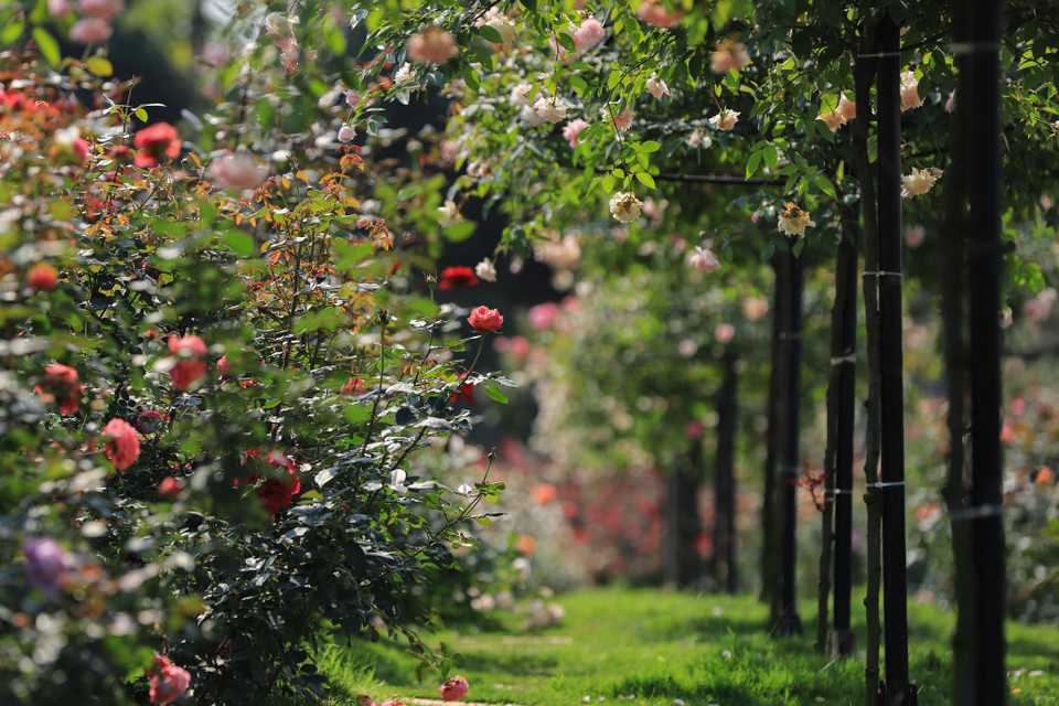 Khu vườn hoa hồng không chỉ có những bụi được trồng dưới đất mà còn có những cây trồng phía bên trên tạo thành nhiều tầng hoa. (Ảnh: Hoài Nam/Vietnam+)