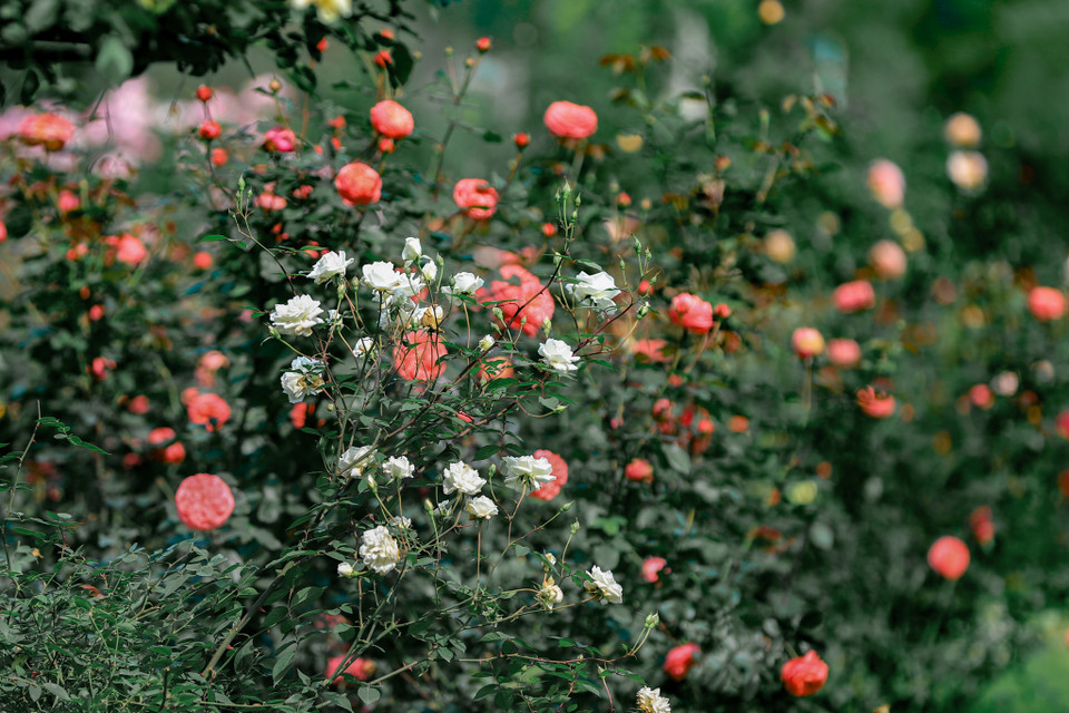 Những giống hoa tưởng như chỉ trồng được ở vùng lạnh như hồng Kate cánh nhún, Darby như bông hoa kẹo ngọt mùa thu, Sheherazad cánh xẻ thơm đậm, Golden, Blue sky, Blue bajou... vươn cao, ngọn khỏe, trổ bông chi chít. (Ảnh: Hoài Nam/Vietnam+)