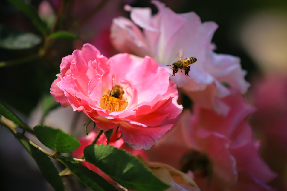 Chu kỳ một lứa hoa kéo dài khoảng 40-50 ngày, sau đó nhà vườn sẽ ‘xả hoa’ để tiếp tục chăm sóc lứa mới. (Ảnh: Hoài Nam/Vietnam+)