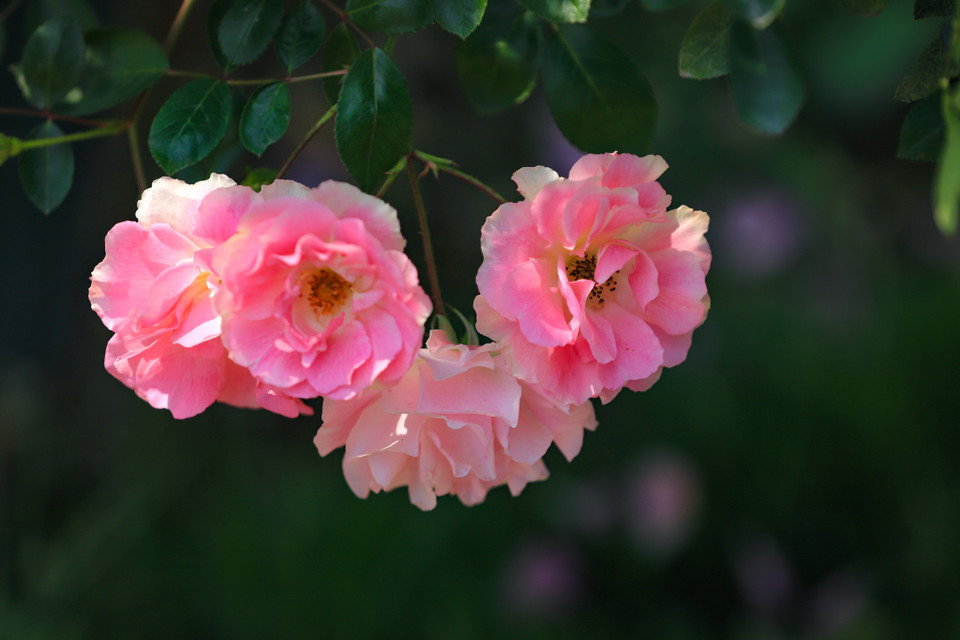 Đây là loài hồng ngoại thoạt nhìn giống hoa tầm xuân. Tuy vậy, Summer snow nở hoa sai quanh năm, hương thơm nhẹ. (Ảnh: Hoài Nam/Vietnam+)