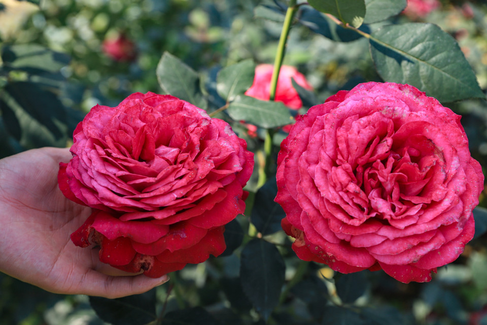 Hoa hồng Janice Kellogg được nhân giống bởi Meilland International (Pháp), có màu đỏ thẫm, mùi thơm nhẹ. Đặc biệt giống hồng này rất sai hoa, cho hoa quanh năm. (Ảnh: Hoài Nam/Vietnam+)