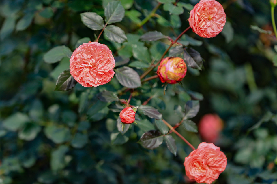 Hồng Flamingo mang trên mình một cái tên đầy quyến rũ biểu tượng của chú chim hồng hạc may mắn. Tại Anh Flamingo được gọi với cái tên Margaret Thatcher - bà đầm thép. Đây là giống hồng cắt cành nổi tiếng của Đức. (Ảnh: Hoài Nam/Vietnam+)