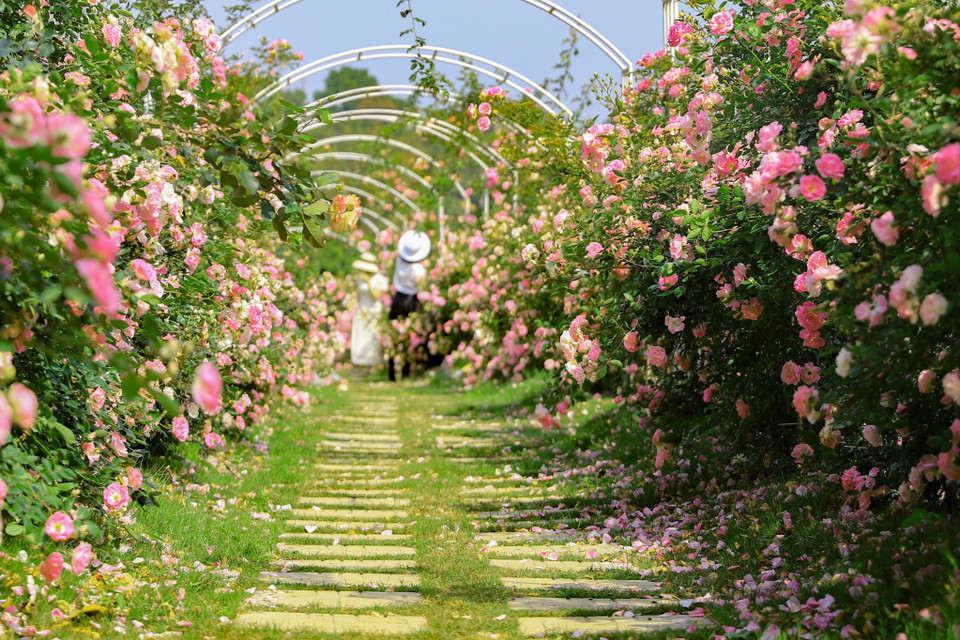 Hai bên vườn là những giàn hoa hồng leo. Chị Thủy đầu tư cả trăm vòm sắt để hoa leo giàn. Summer snow (trong ảnh) là giống hồng ngoại cánh mỏng màu hồng trắng, sai hoa, thơm quanh năm. Càng lạnh, sắc hoa càng chuyển màu hồng đậm hơn. (Ảnh: Hoài Nam/Vietnam+)