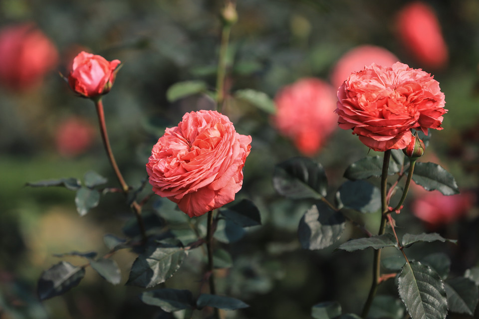 Hoa hồng Flamingo có đặc điểm là cây thân bụi tầm trung, khi phát triển có chiều cao chỉ từ 80 – 120cm nhưng cho khả năng phát triển tán rất mạnh. (Ảnh: Hoài Nam/Vietnam+)