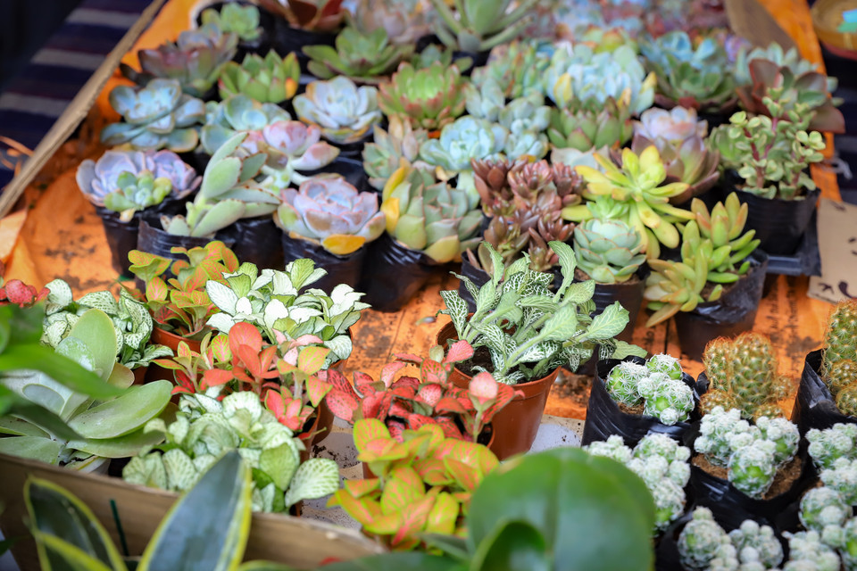 Từ 1 sao đã đổi được những cây sen đá nhỏ, hoạt động này thu hút rất nhiều các bạn nhỏ tham gia. (Ảnh: Hoài Nam/Vietnam+)