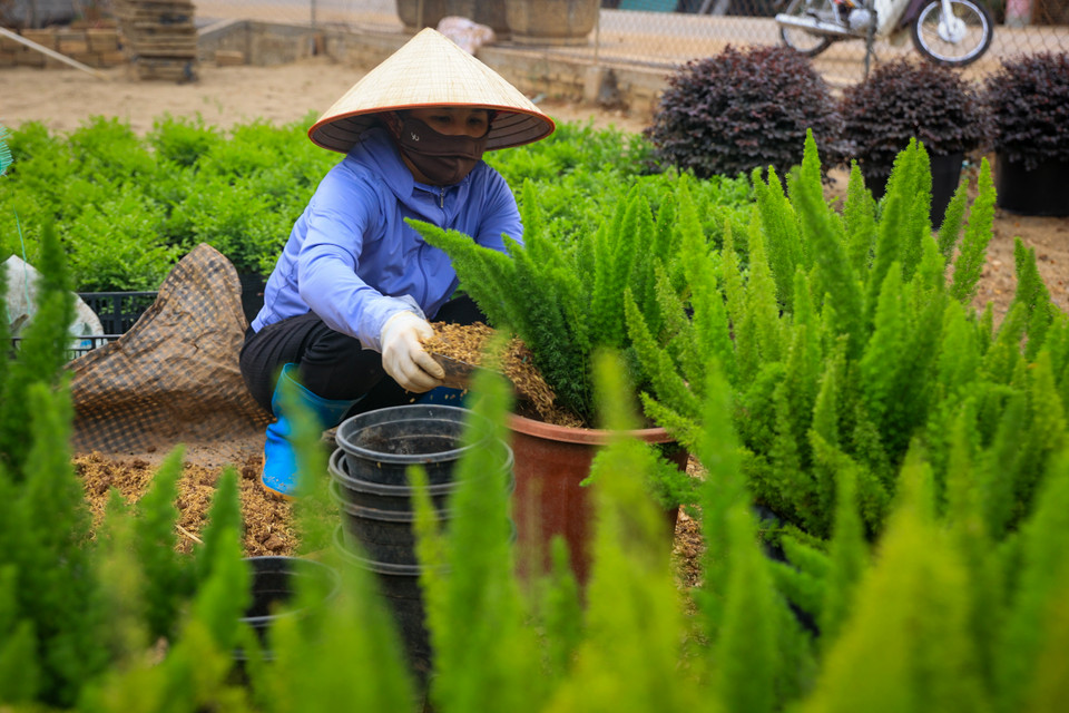 Trong khi đó, nhiều người nông dân ở Phụng Công xác định đường đi 'lấy ngắn nuôi dài,' tạm thời trồng các giống cây ngắn ngày vì chỉ còn khoảng 2 tháng nữa là đến Tết. (Ảnh: Hoài Nam/Vietnam+)