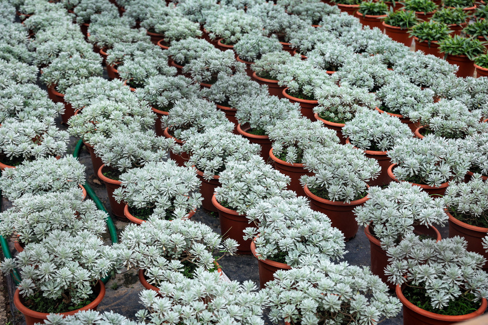 Theo nhận định của người dân nơi đây, tuy thị trường hoa năm nay chưa có điều 'hứa hẹn' nhưng họ nỗ lực phủ kín vườn để 'vớt vát' lại một mùa hoa Tết. (Ảnh: Hoài Nam/Vietnam+)